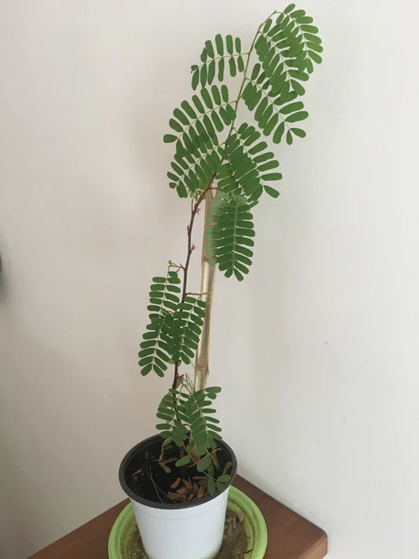 Tamarind(Grafted) - Fruit Plants & Tree