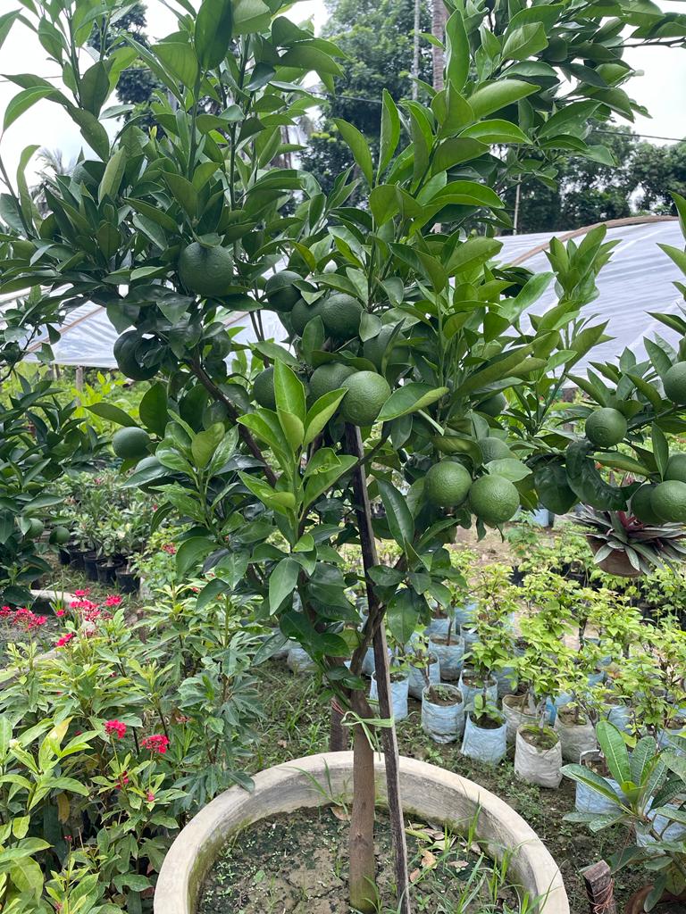 Mandarin Orange Fruit  Plant-Grafted