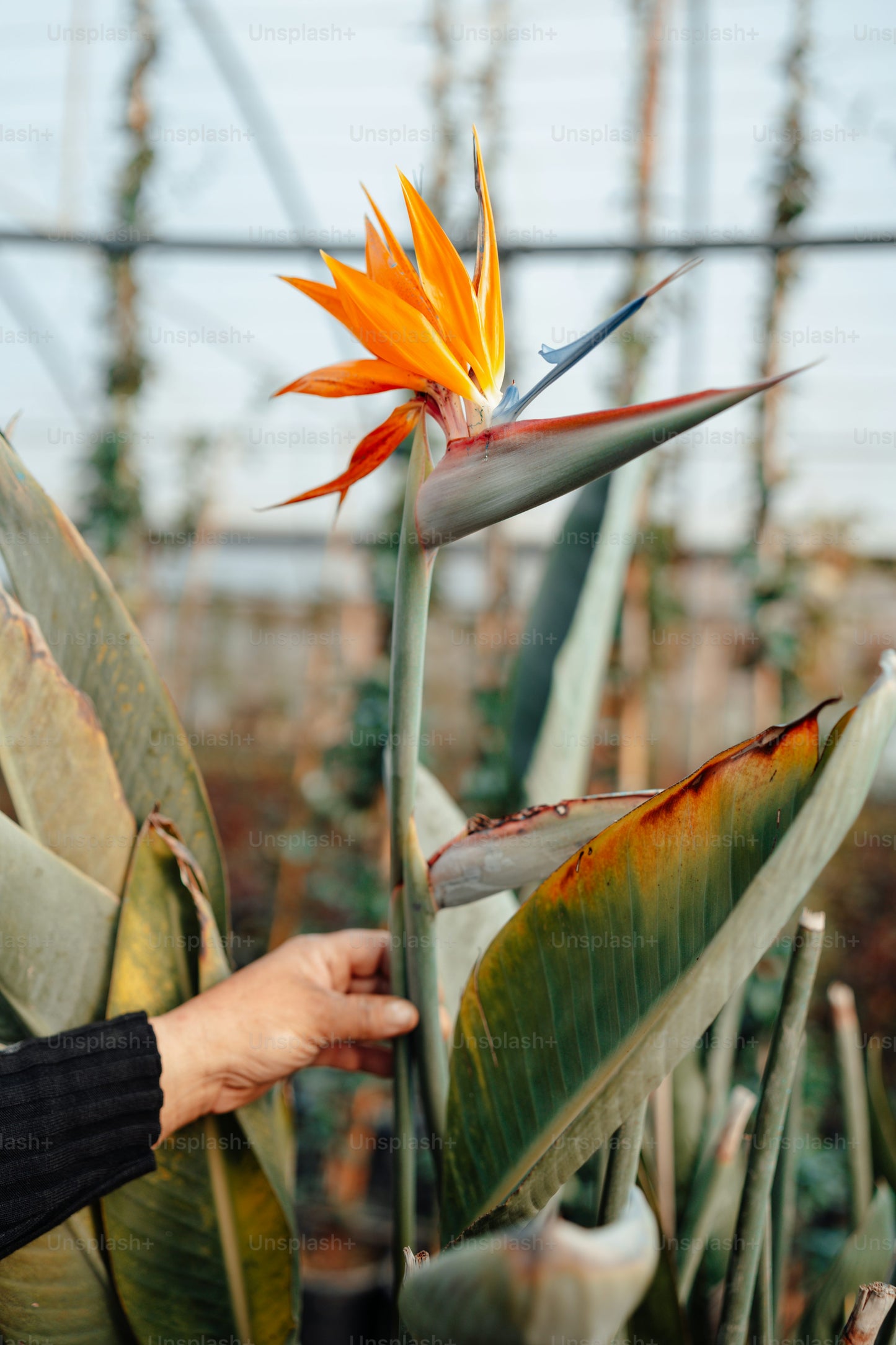 Birds of paradise Flower Plant