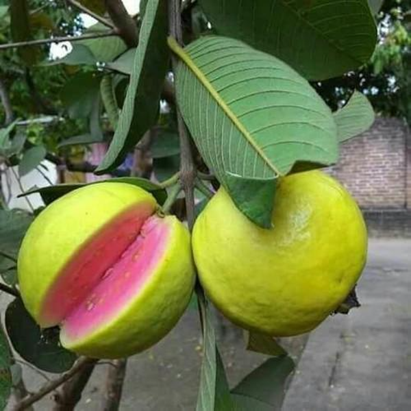 New Lalit Guava Fruit  Plant