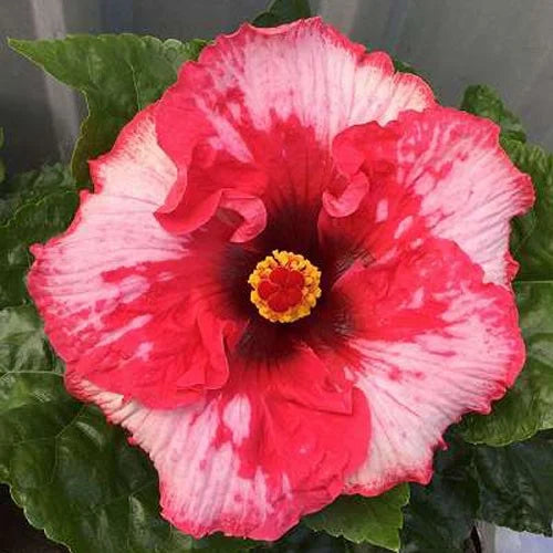 Austrelian Hibiscus Plant For Home Garden