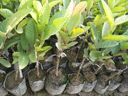 New Lalit Guava Fruit  Plant