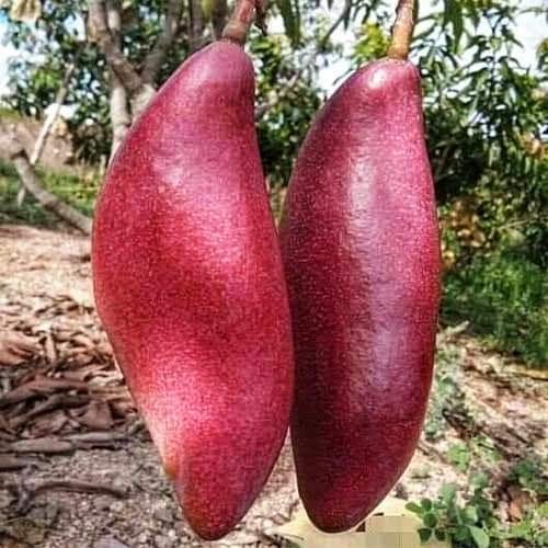 King Of Chakapat Mango Fruit  Plant