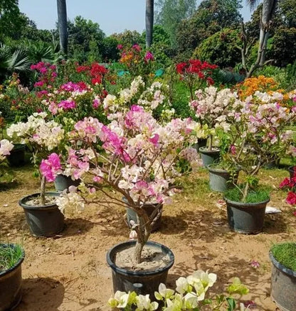 (Gardenershub) Bougainvillea Flowers Plant For Gardening