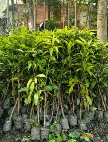 Gulab Khas Mango Plant (Grafted)