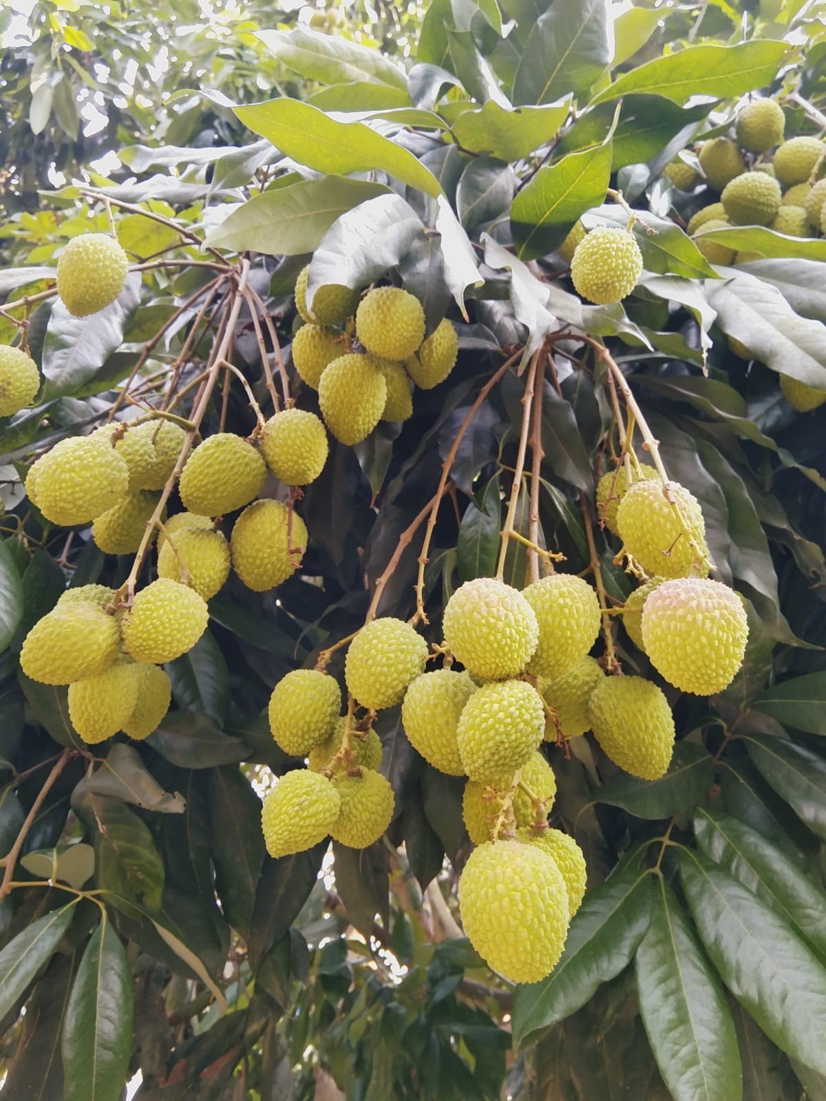 Litchi Fruit Plant (Air Layered)