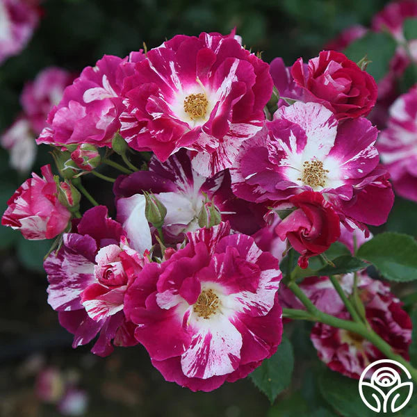 Climbing Rose Flower Plants(Purple And White)