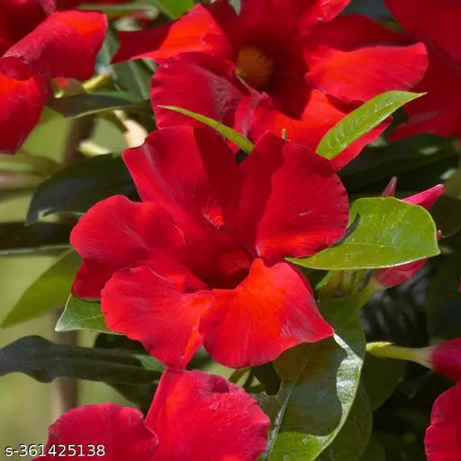 Mandevillea Flowers Plant Red Colour