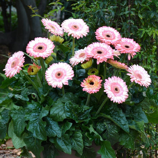 Gerbera  Perennial Flower Plant (white shed)