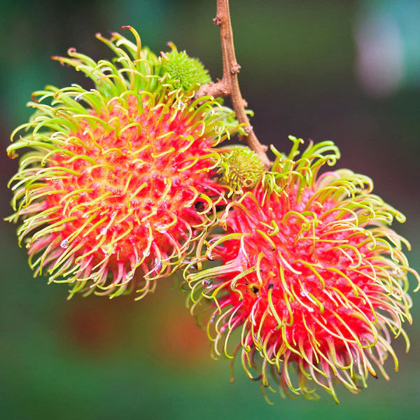 Rambutan Fruit - Fruit Plants & Tree