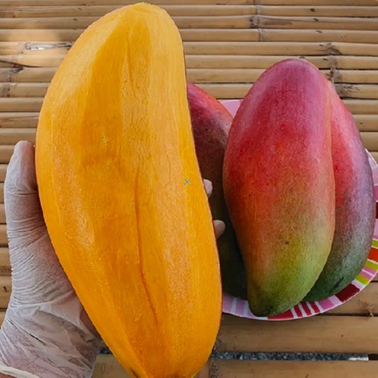 Ivory Red Grafted Mango Plant