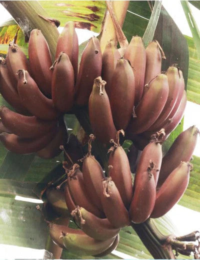 Red Banana/Red Chakrakeli - Fruit Plants & Tree