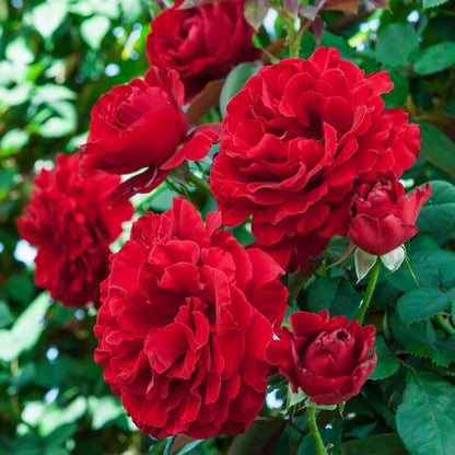 Climbing Rose Flower Plants (Red)