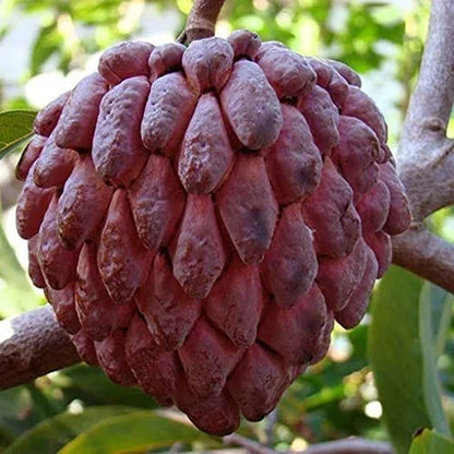 Red Ramphal | Wild Sweetsop Fruit Plant