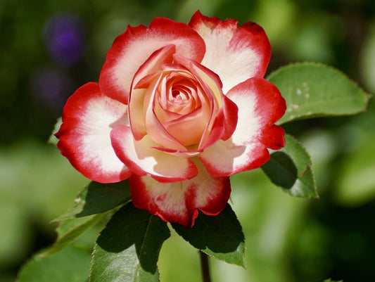 Rose Bicolored flower plant