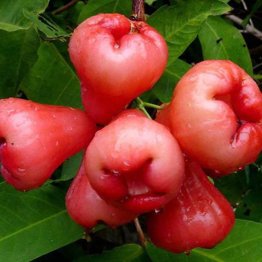 Water Apple(Red)Fruit Plant