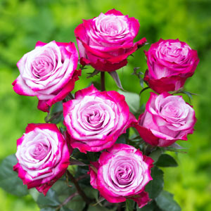 Hybrid Rose  Grafted Plant For Gardening