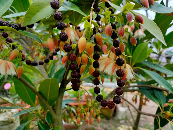 Hybrid Rudraksha Plant