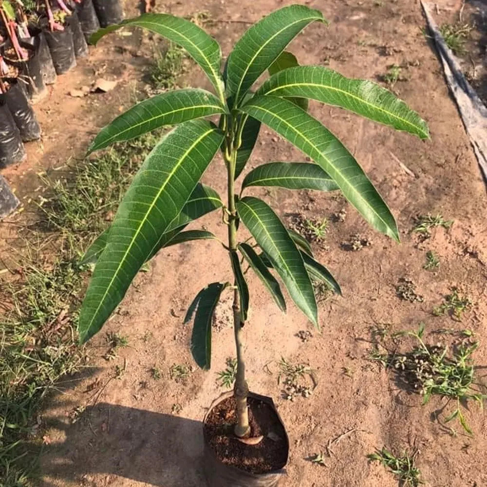 Ivory Red Grafted Mango Plant