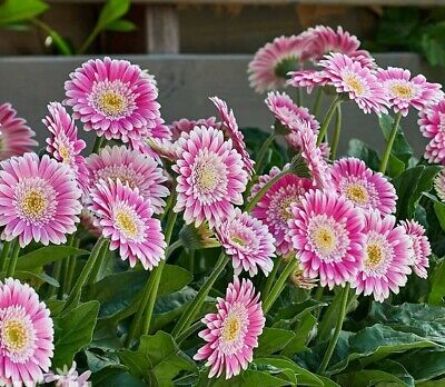 Gerbera  Perennial Flower Plant (Purple Shed)