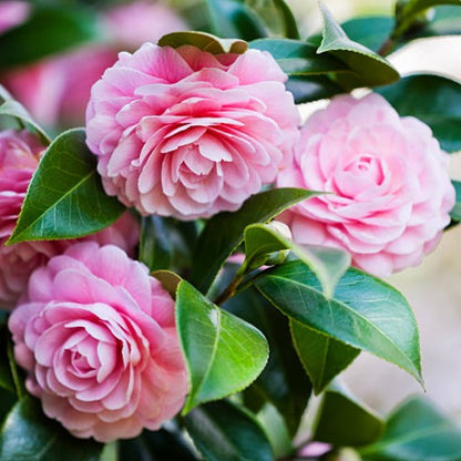 Camellia Pink (Tree Rose) Rare All Time Flowering -(Gardenershub)