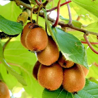 Kiwi Fruit Dwarf Female (Grafted) - Fruit Plant