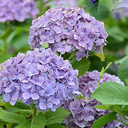 Hybrid Hydrangea Plant