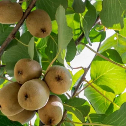 Kiwi Fruit Dwarf Female (Grafted) - Fruit Plant