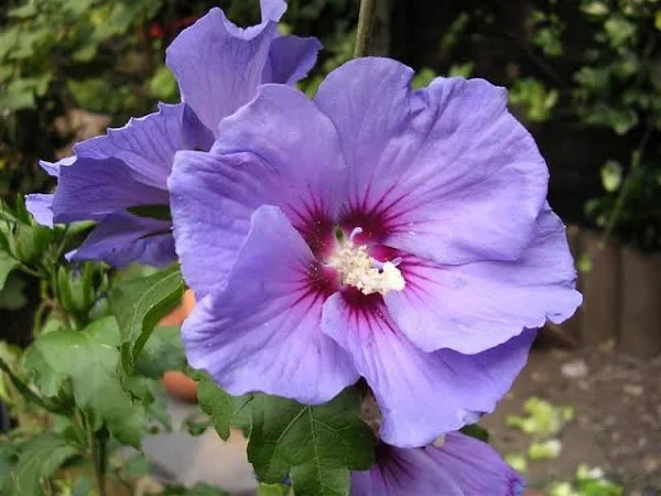 Hybrid Blue Hibiscus Flower Plant