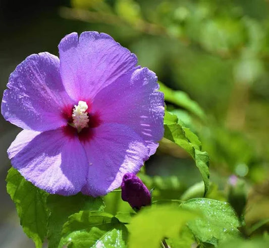 Hybrid Blue Hibiscus Flower Plant