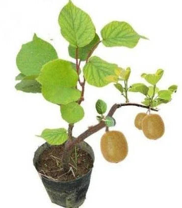 Kiwi Fruit Dwarf Female (Grafted) - Fruit Plant