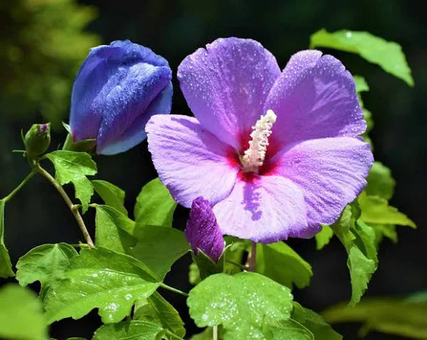 Hybrid Blue Hibiscus Flower Plant