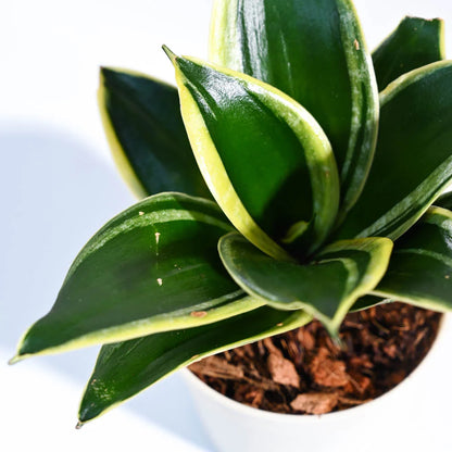 Snake Plant - Golden Hahnii