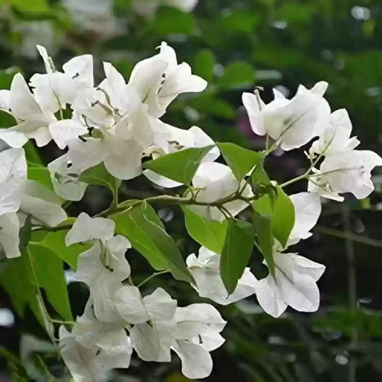 Hybrid Bougainvillea (White) -Flower Plant-(Gardenershub)