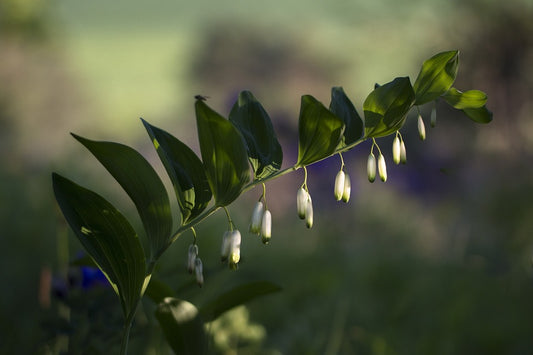 Solomon's seal, Olygonatum odoratum, Forest plant