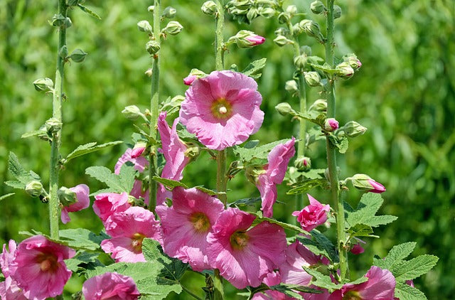 Hibiscus Flower Plant