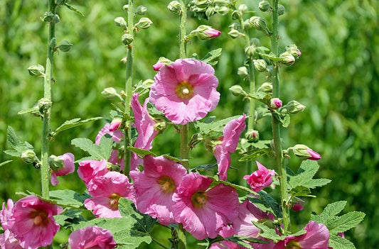 Hibiscus Flower Plant