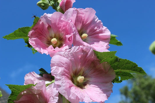 Hollyhock Flower  Hibiscus plant