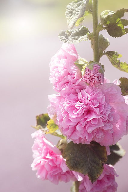 Hollyhock Flower  Hibiscus plant