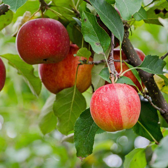 Apple Fruit Plant For Gardening