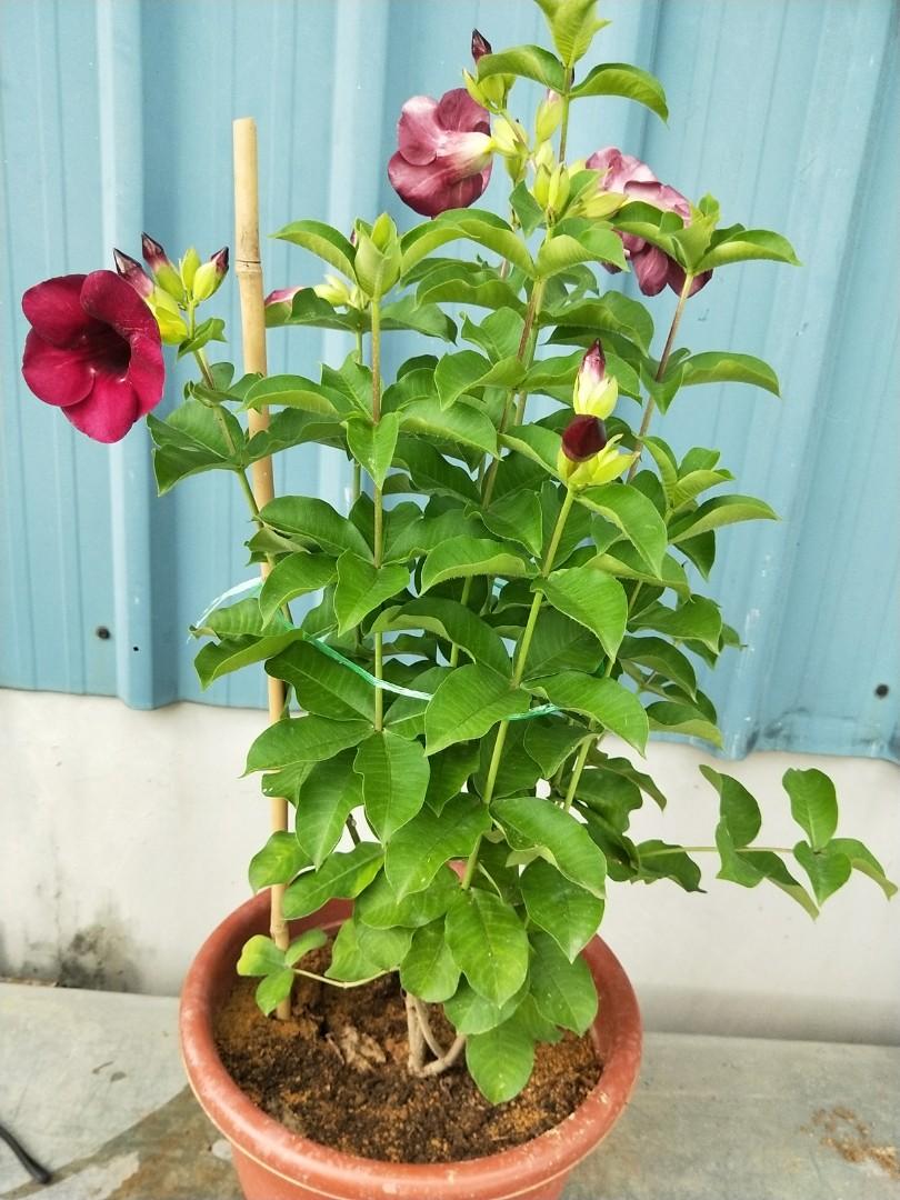 Allamanda Flowers Plant-Red Colour