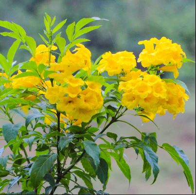 Tecoma-Yellow-Vine Flower Plant