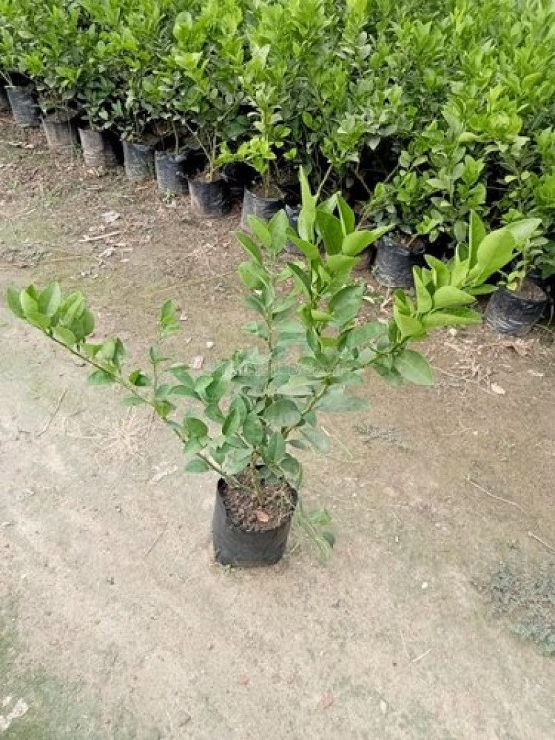 Thai Patti Lemon Fruit Plant