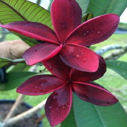 Plumeria/Blood Red | Frangipani Flower  Plant