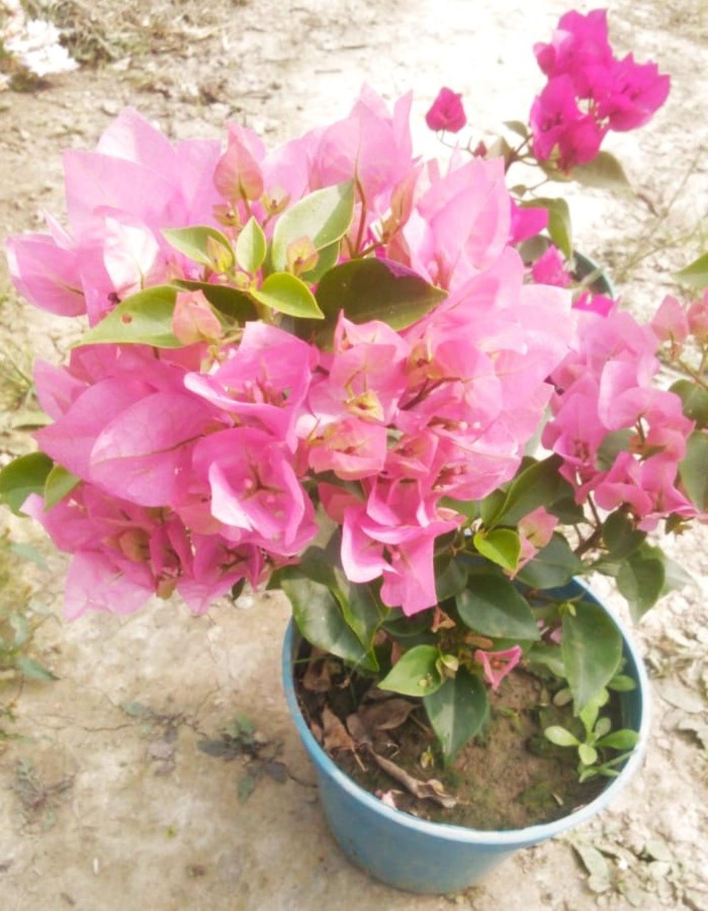 Bougainvillea flower plant for home garden