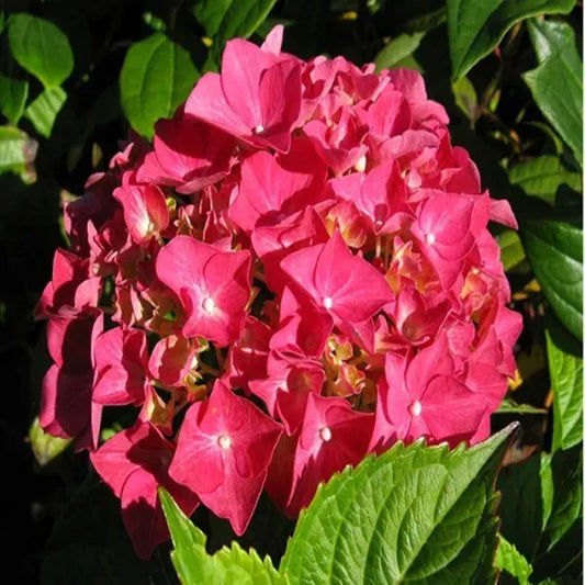 Hybrid Hydrangea Plant For Gardening