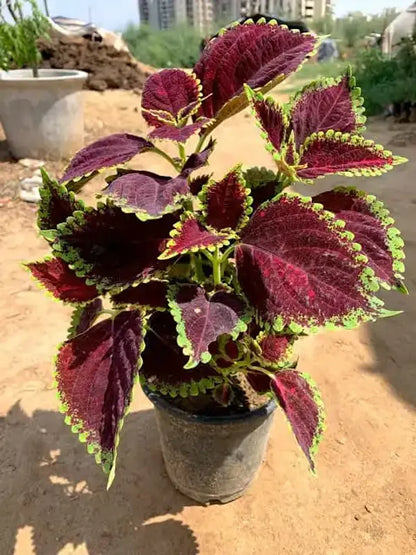 Coleus(maroon green) Flower Plants