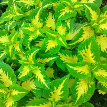 Coleus(Green) Flowers Plants