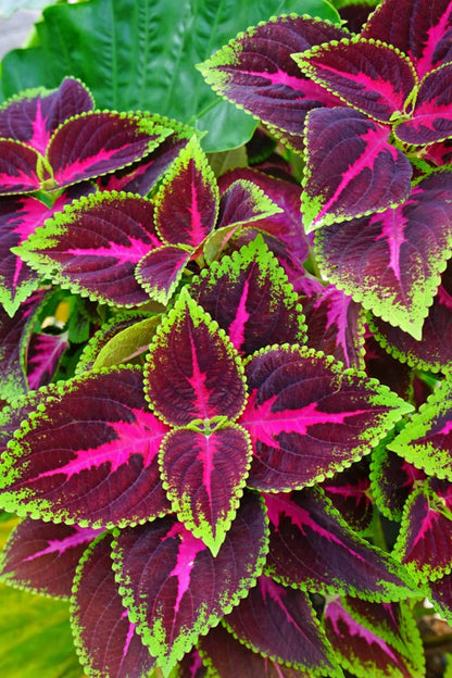 Coleus(maroon green) Flower Plants