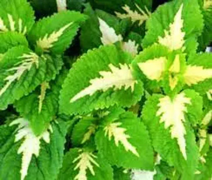 Coleus(Green) Flowers Plants